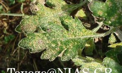 烧伤瘢痕点阵激光效果怎样网 :分享烧伤后激光治疗恢复过程-烧伤瘢痕点阵激光效果怎样知识